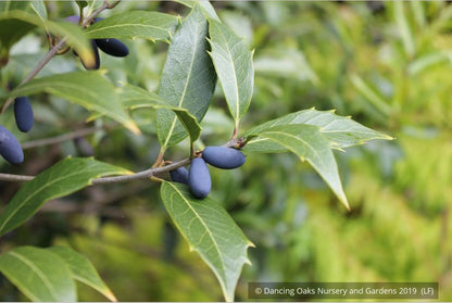 Shrubs ~ Osmanthus armatus, Holly Olive ~ Dancing Oaks Nursery and Gardens ~ Retail Nursery ~ Mail Order Nursery