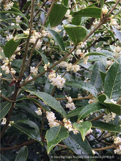 Shrubs ~ Osmanthus armatus, Holly Olive ~ Dancing Oaks Nursery and Gardens ~ Retail Nursery ~ Mail Order Nursery