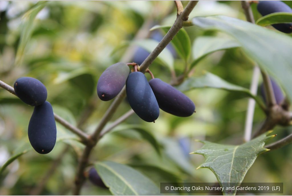 Shrubs ~ Osmanthus armatus, Holly Olive ~ Dancing Oaks Nursery and Gardens ~ Retail Nursery ~ Mail Order Nursery