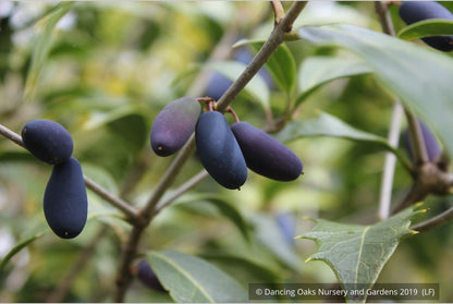 Shrubs ~ Osmanthus armatus, Holly Olive ~ Dancing Oaks Nursery and Gardens ~ Retail Nursery ~ Mail Order Nursery