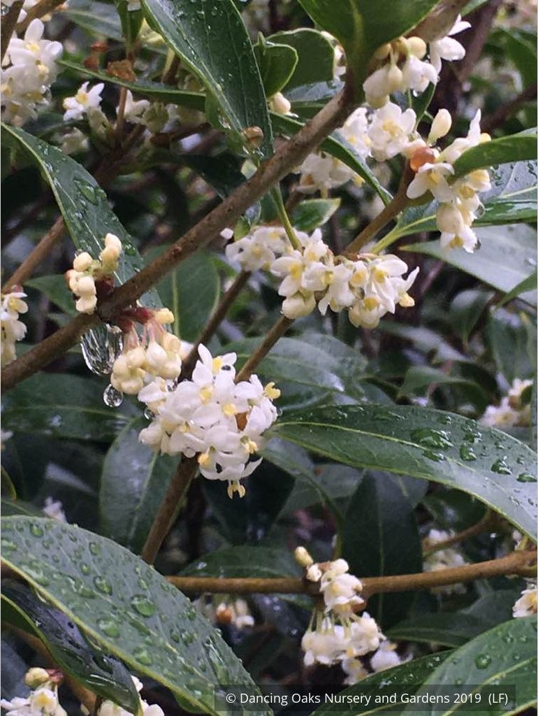 Shrubs ~ Osmanthus armatus, Holly Olive ~ Dancing Oaks Nursery and Gardens ~ Retail Nursery ~ Mail Order Nursery