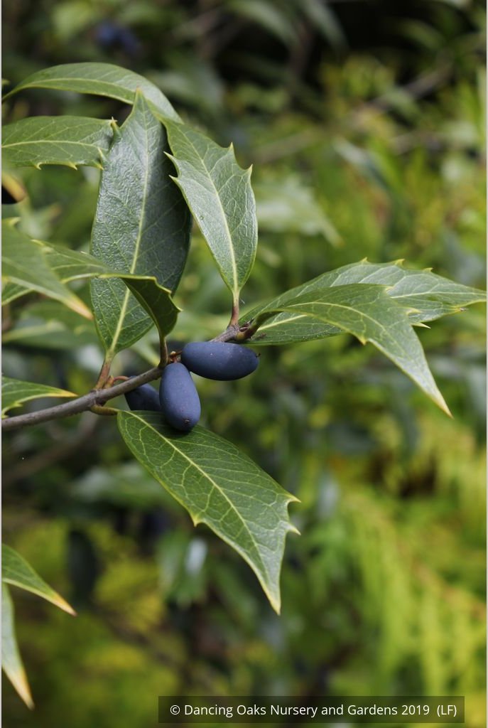 Shrubs ~ Osmanthus armatus, Holly Olive ~ Dancing Oaks Nursery and Gardens ~ Retail Nursery ~ Mail Order Nursery