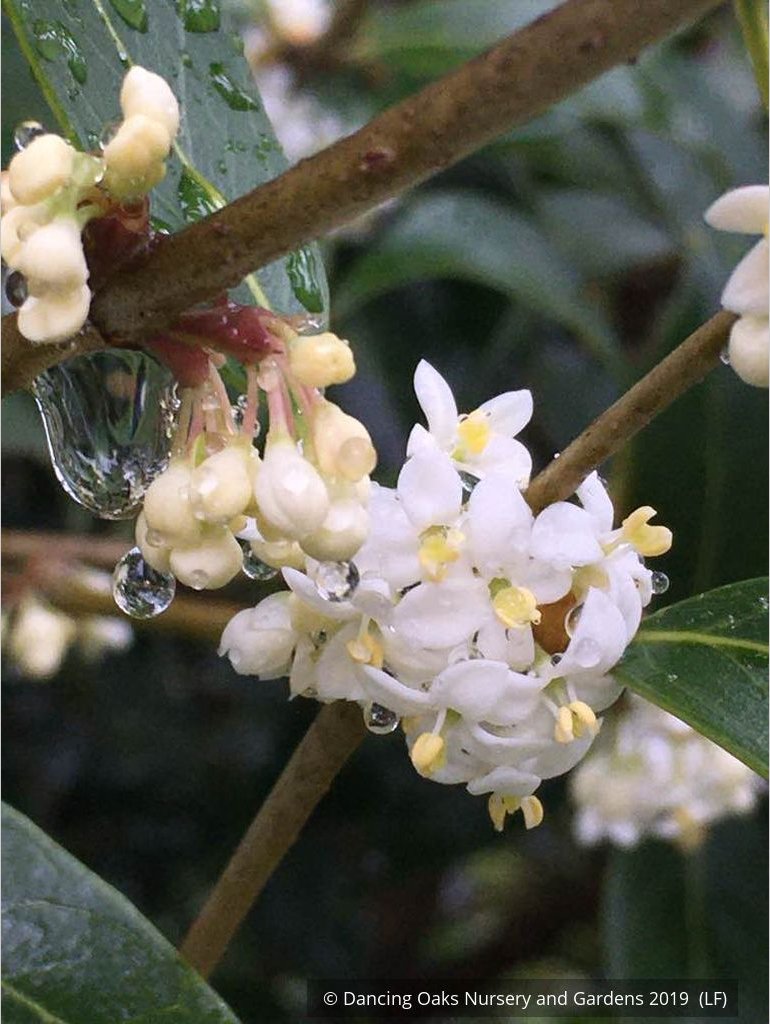 Shrubs ~ Osmanthus armatus, Holly Olive ~ Dancing Oaks Nursery and Gardens ~ Retail Nursery ~ Mail Order Nursery