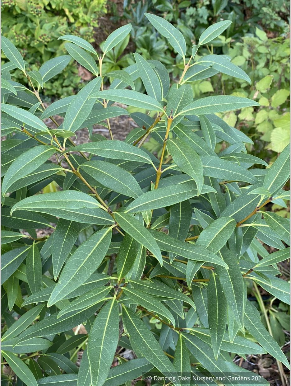Shrubs ~ Osmanthus decorus (syn. Phillyrea decora) ~ Dancing Oaks Nursery and Gardens ~ Retail Nursery ~ Mail Order Nursery