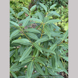 Shrubs ~ Osmanthus decorus (syn. Phillyrea decora) ~ Dancing Oaks Nursery and Gardens ~ Retail Nursery ~ Mail Order Nursery