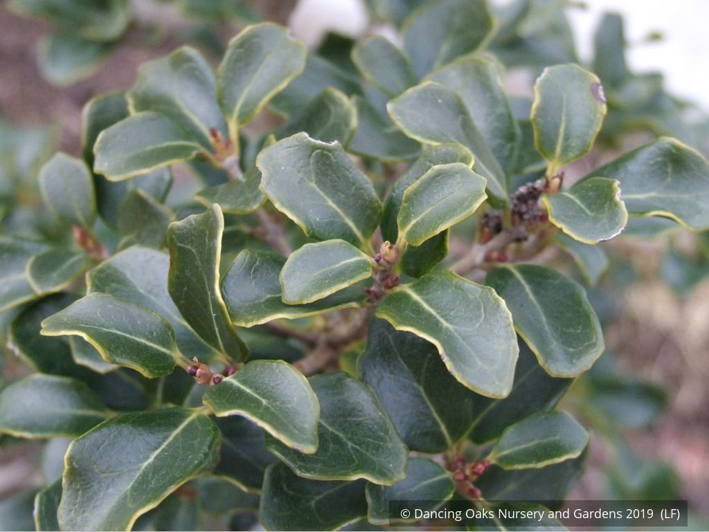 Shrubs ~ Osmanthus heterophyllus 'Rotundifolius', Tea Olive ~ Dancing Oaks Nursery and Gardens ~ Retail Nursery ~ Mail Order Nursery