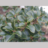 Shrubs ~ Osmanthus heterophyllus 'Rotundifolius', Tea Olive ~ Dancing Oaks Nursery and Gardens ~ Retail Nursery ~ Mail Order Nursery