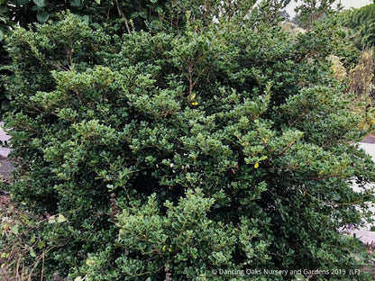 Shrubs ~ Osmanthus heterophyllus 'Rotundifolius', Tea Olive ~ Dancing Oaks Nursery and Gardens ~ Retail Nursery ~ Mail Order Nursery