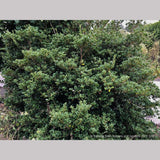 Shrubs ~ Osmanthus heterophyllus 'Rotundifolius', Tea Olive ~ Dancing Oaks Nursery and Gardens ~ Retail Nursery ~ Mail Order Nursery