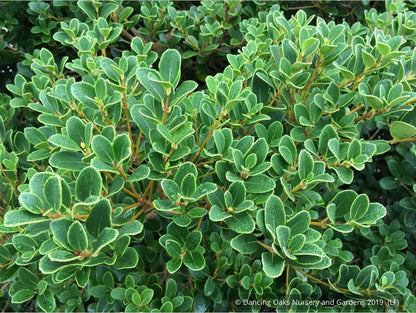 Shrubs ~ Osmanthus heterophyllus 'Rotundifolius', Tea Olive ~ Dancing Oaks Nursery and Gardens ~ Retail Nursery ~ Mail Order Nursery