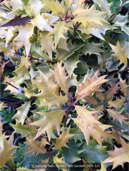 Shrubs ~ Osmanthus heterophyllus 'Ogon', Golden Japanese False Holly ~ Dancing Oaks Nursery and Gardens ~ Retail Nursery ~ Mail Order Nursery