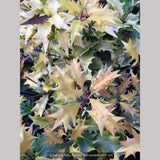 Shrubs ~ Osmanthus heterophyllus 'Ogon', Golden Japanese False Holly ~ Dancing Oaks Nursery and Gardens ~ Retail Nursery ~ Mail Order Nursery