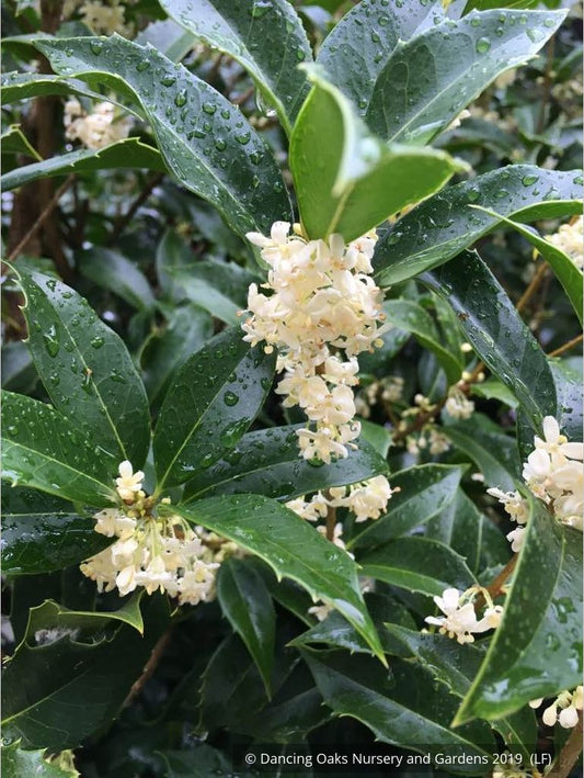 Shrubs ~ Osmanthus x fortunei 'San Jose', Tea Olive ~ Dancing Oaks Nursery and Gardens ~ Retail Nursery ~ Mail Order Nursery