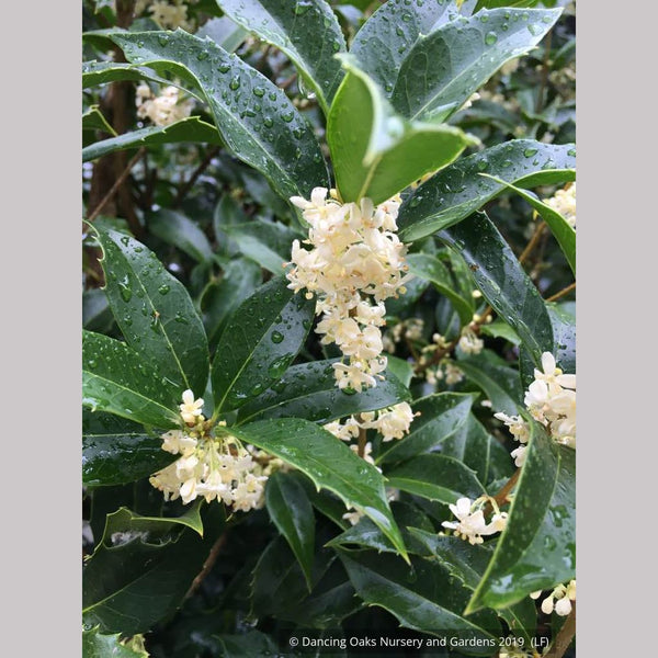 Osmanthus x fortunei 'San Jose', Tea Olive – Dancing Oaks Nursery