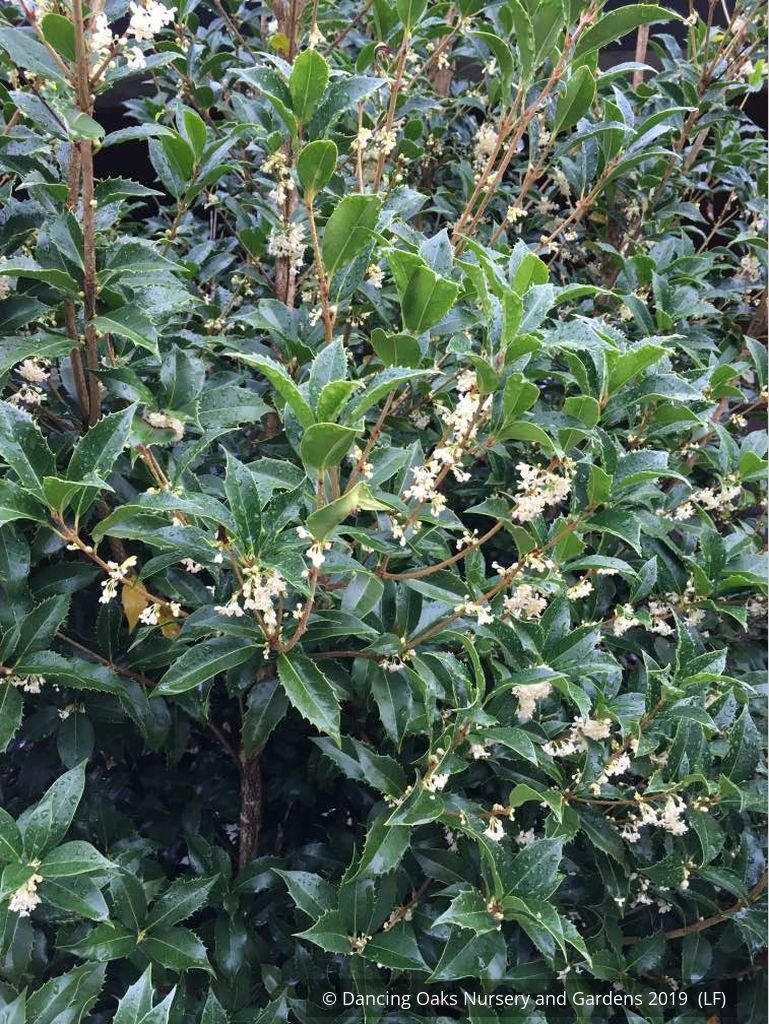 Shrubs ~ Osmanthus x fortunei 'San Jose', Tea Olive ~ Dancing Oaks Nursery and Gardens ~ Retail Nursery ~ Mail Order Nursery