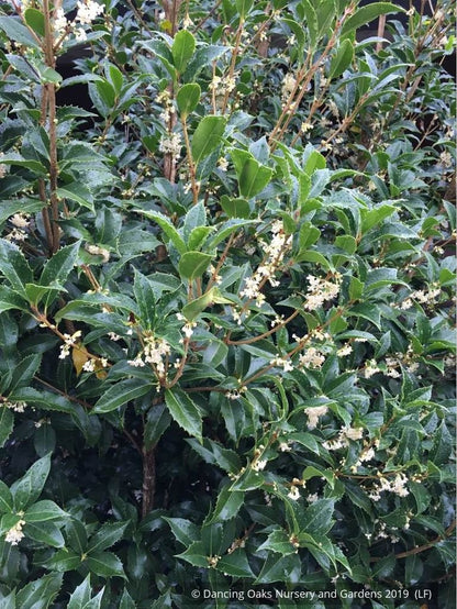Shrubs ~ Osmanthus x fortunei 'San Jose', Tea Olive ~ Dancing Oaks Nursery and Gardens ~ Retail Nursery ~ Mail Order Nursery