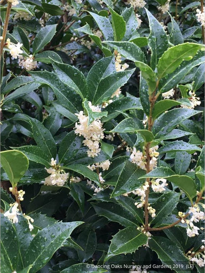 Shrubs ~ Osmanthus x fortunei 'San Jose', Tea Olive ~ Dancing Oaks Nursery and Gardens ~ Retail Nursery ~ Mail Order Nursery