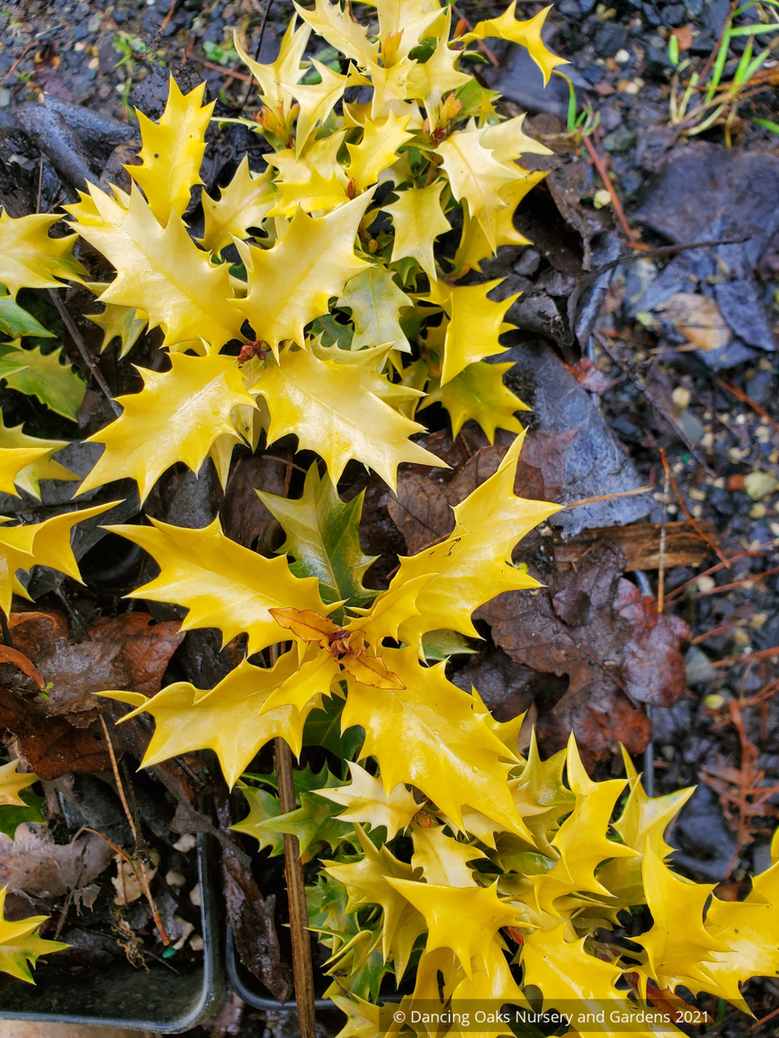 Osmanthus heterophyllus 'Ogon', Golden Japanese False Holly