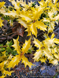 Osmanthus heterophyllus 'Ogon', Golden Japanese False Holly