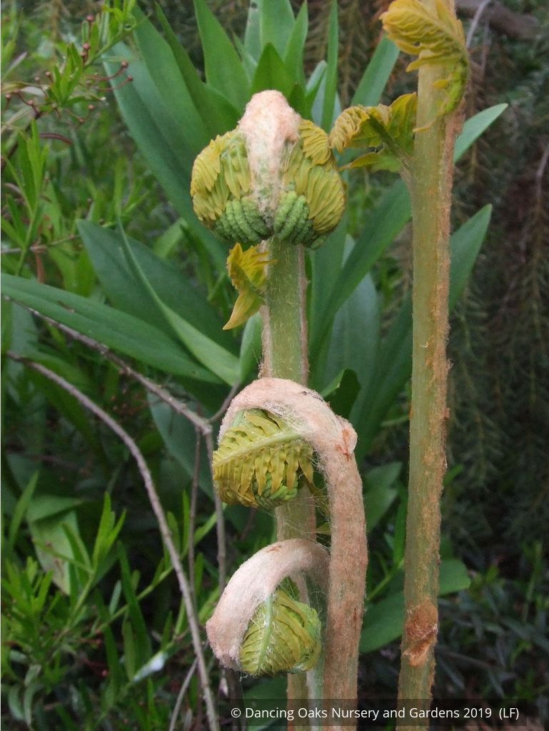 Ferns ~ Osmunda regalis, Royal Fern ~ Dancing Oaks Nursery and Gardens ~ Retail Nursery ~ Mail Order Nursery