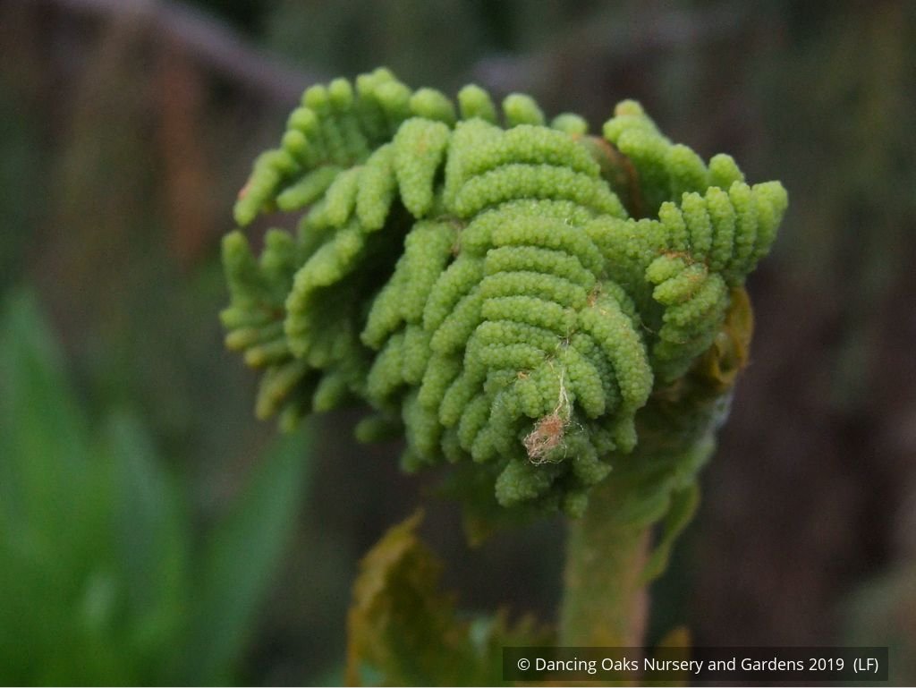 Ferns ~ Osmunda regalis, Royal Fern ~ Dancing Oaks Nursery and Gardens ~ Retail Nursery ~ Mail Order Nursery