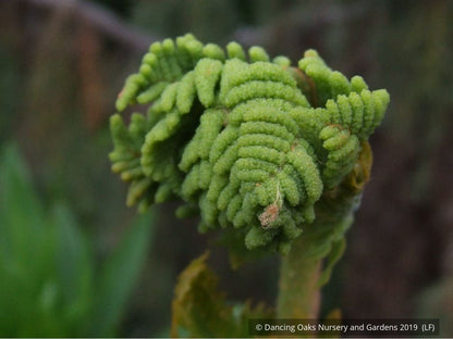 Ferns ~ Osmunda regalis, Royal Fern ~ Dancing Oaks Nursery and Gardens ~ Retail Nursery ~ Mail Order Nursery