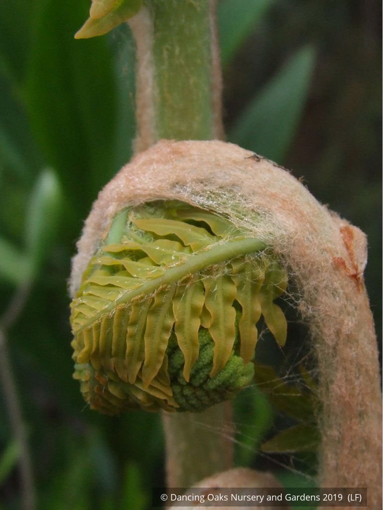 Ferns ~ Osmunda regalis, Royal Fern ~ Dancing Oaks Nursery and Gardens ~ Retail Nursery ~ Mail Order Nursery