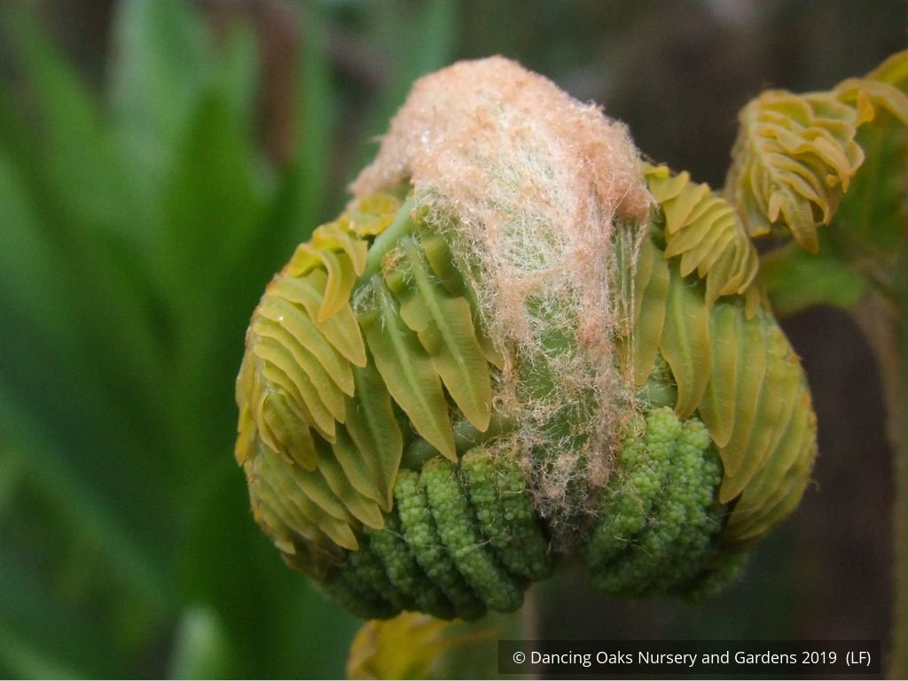 Ferns ~ Osmunda regalis, Royal Fern ~ Dancing Oaks Nursery and Gardens ~ Retail Nursery ~ Mail Order Nursery