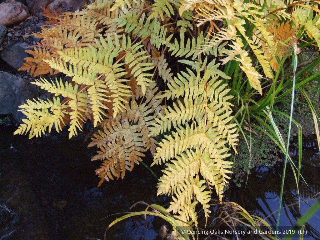 Ferns ~ Osmunda regalis, Royal Fern ~ Dancing Oaks Nursery and Gardens ~ Retail Nursery ~ Mail Order Nursery
