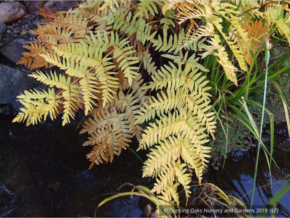 Ferns ~ Osmunda regalis, Royal Fern ~ Dancing Oaks Nursery and Gardens ~ Retail Nursery ~ Mail Order Nursery