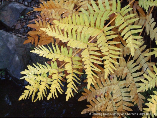 Ferns ~ Osmunda regalis, Royal Fern ~ Dancing Oaks Nursery and Gardens ~ Retail Nursery ~ Mail Order Nursery