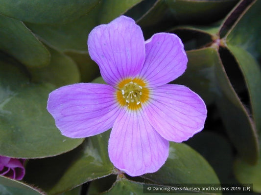 Perennials ~ Oxalis oregana, Native Wood Sorrel ~ Dancing Oaks Nursery and Gardens ~ Retail Nursery ~ Mail Order Nursery