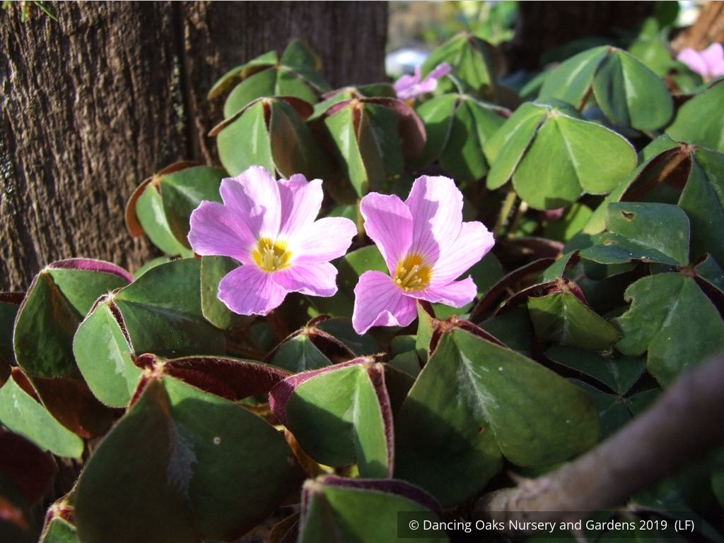 Perennials ~ Oxalis oregana, Native Wood Sorrel ~ Dancing Oaks Nursery and Gardens ~ Retail Nursery ~ Mail Order Nursery