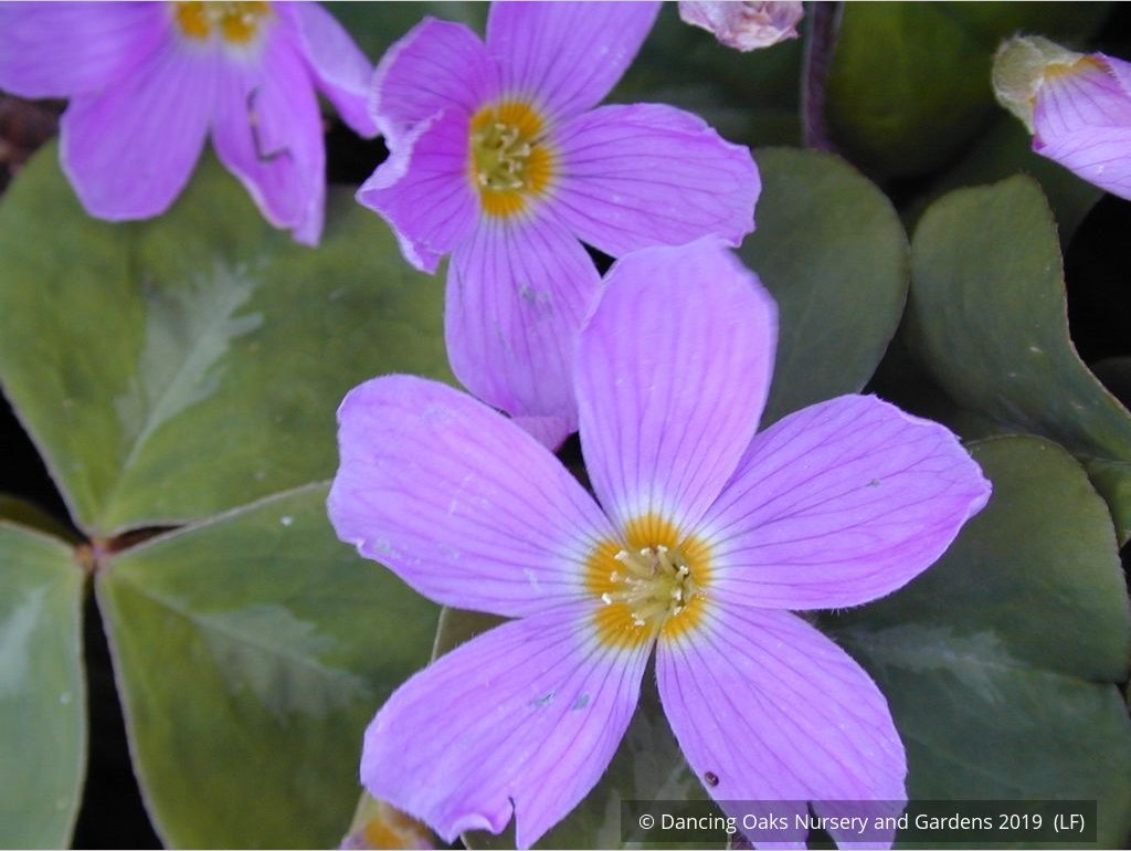 Perennials ~ Oxalis oregana, Native Wood Sorrel ~ Dancing Oaks Nursery and Gardens ~ Retail Nursery ~ Mail Order Nursery