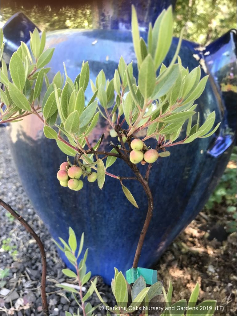 Shrubs ~ Arctostaphylos x 'Pacific Mist', Manzanita ~ Dancing Oaks Nursery and Gardens ~ Retail Nursery ~ Mail Order Nursery