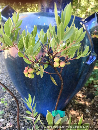 Shrubs ~ Arctostaphylos x 'Pacific Mist', Manzanita ~ Dancing Oaks Nursery and Gardens ~ Retail Nursery ~ Mail Order Nursery