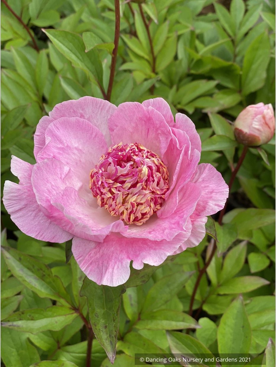 Perennials ~ Paeonia 'Do Tell', Garden Peony ~ Dancing Oaks Nursery and Gardens ~ Retail Nursery ~ Mail Order Nursery