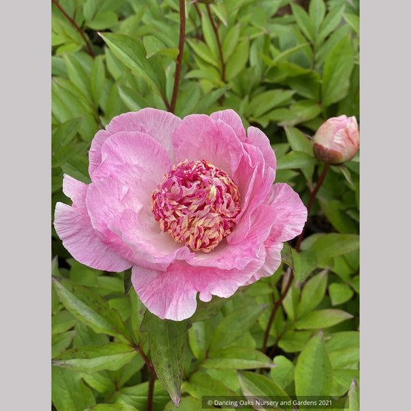 Paeonia lactiflora 'Do Tell', Garden Peony – Dancing Oaks
