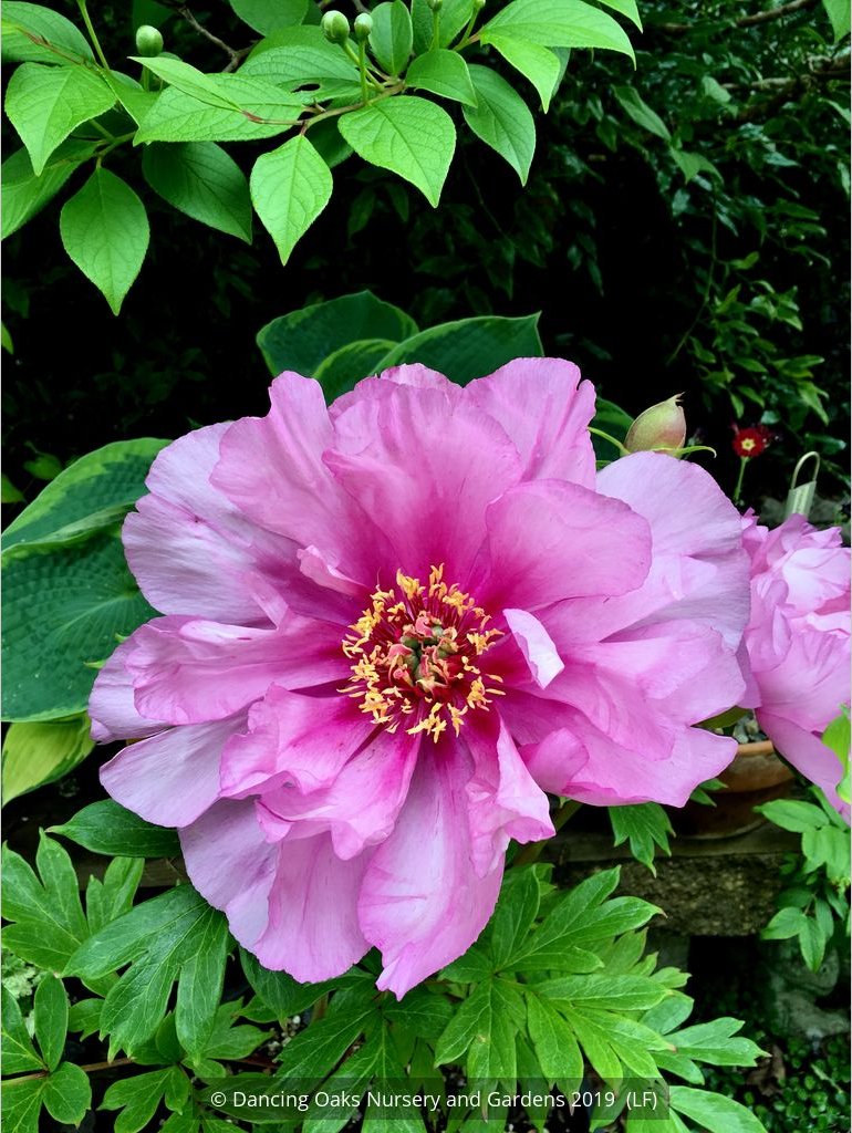 Perennials ~ Paeonia First Arrival 'Itoh', Intersectional Peony ~ Dancing Oaks Nursery and Gardens ~ Retail Nursery ~ Mail Order Nursery