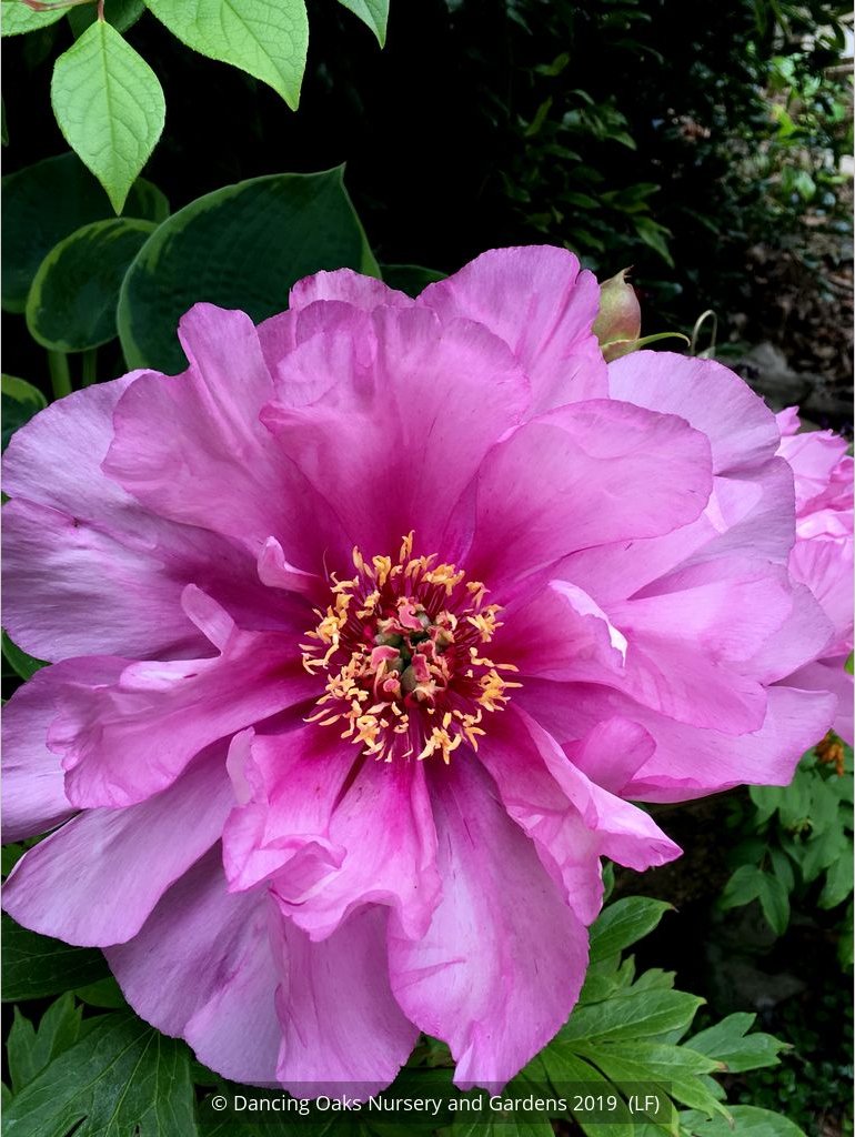 Perennials ~ Paeonia First Arrival 'Itoh', Intersectional Peony ~ Dancing Oaks Nursery and Gardens ~ Retail Nursery ~ Mail Order Nursery