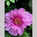 Perennials ~ Paeonia First Arrival 'Itoh', Intersectional Peony ~ Dancing Oaks Nursery and Gardens ~ Retail Nursery ~ Mail Order Nursery