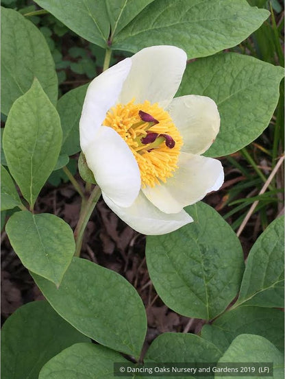 Perennials ~ Paeonia japonica, Herbaceous Peony or Japanese Peony ~ Dancing Oaks Nursery and Gardens ~ Retail Nursery ~ Mail Order Nursery