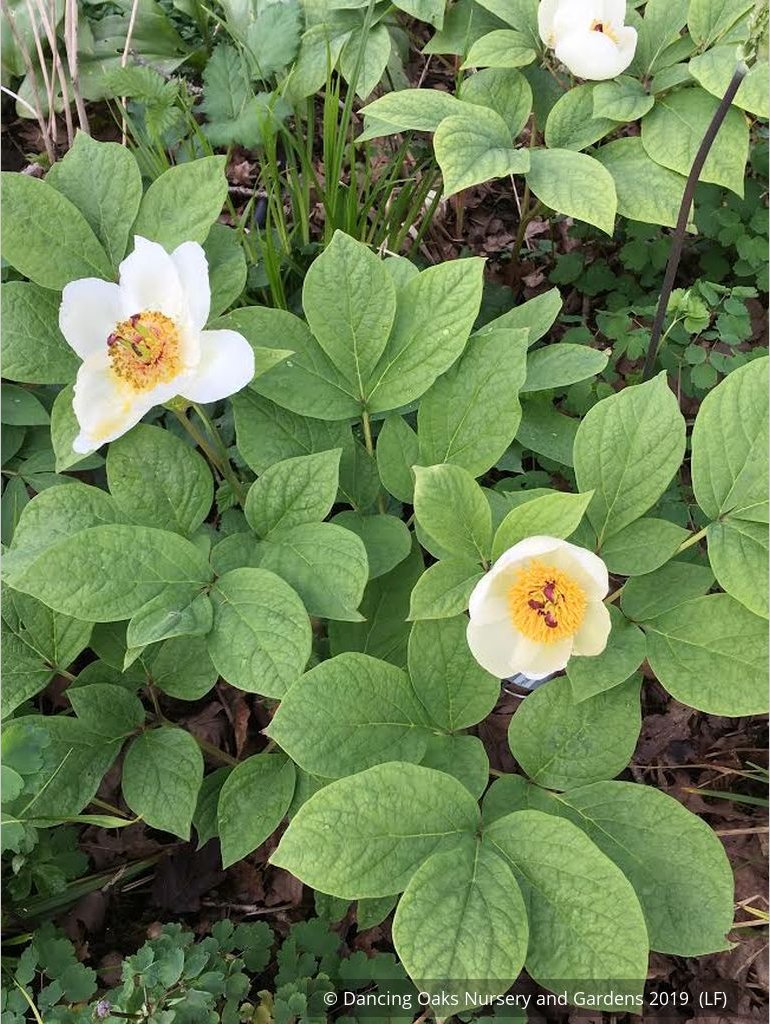 Perennials ~ Paeonia japonica, Herbaceous Peony or Japanese Peony ~ Dancing Oaks Nursery and Gardens ~ Retail Nursery ~ Mail Order Nursery