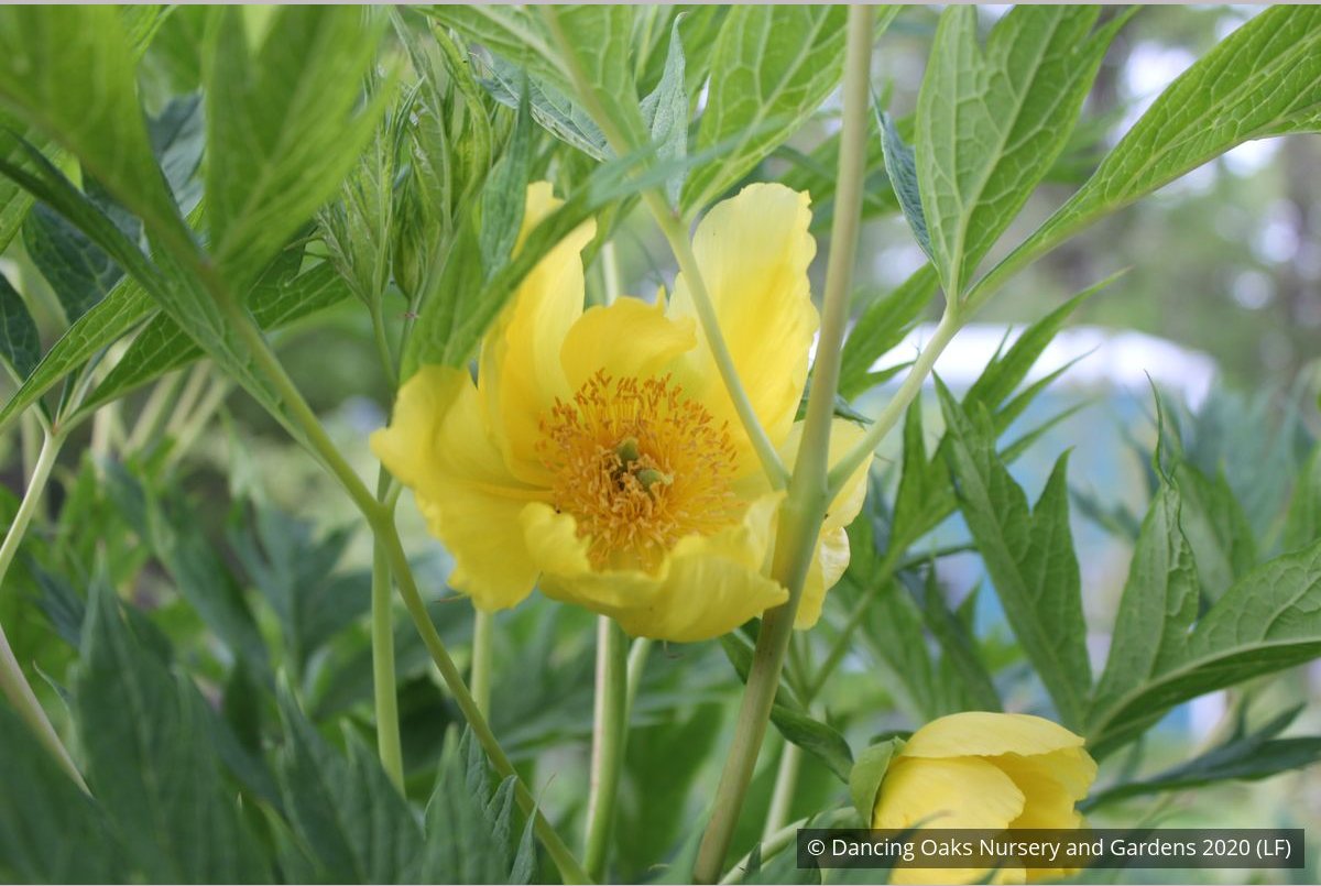 Shrubs ~ Paeonia ludlowii (syn. Paeonia lutea var. ludlowii), Tibetan Tree Peony ~ Dancing Oaks Nursery and Gardens ~ Retail Nursery ~ Mail Order Nursery
