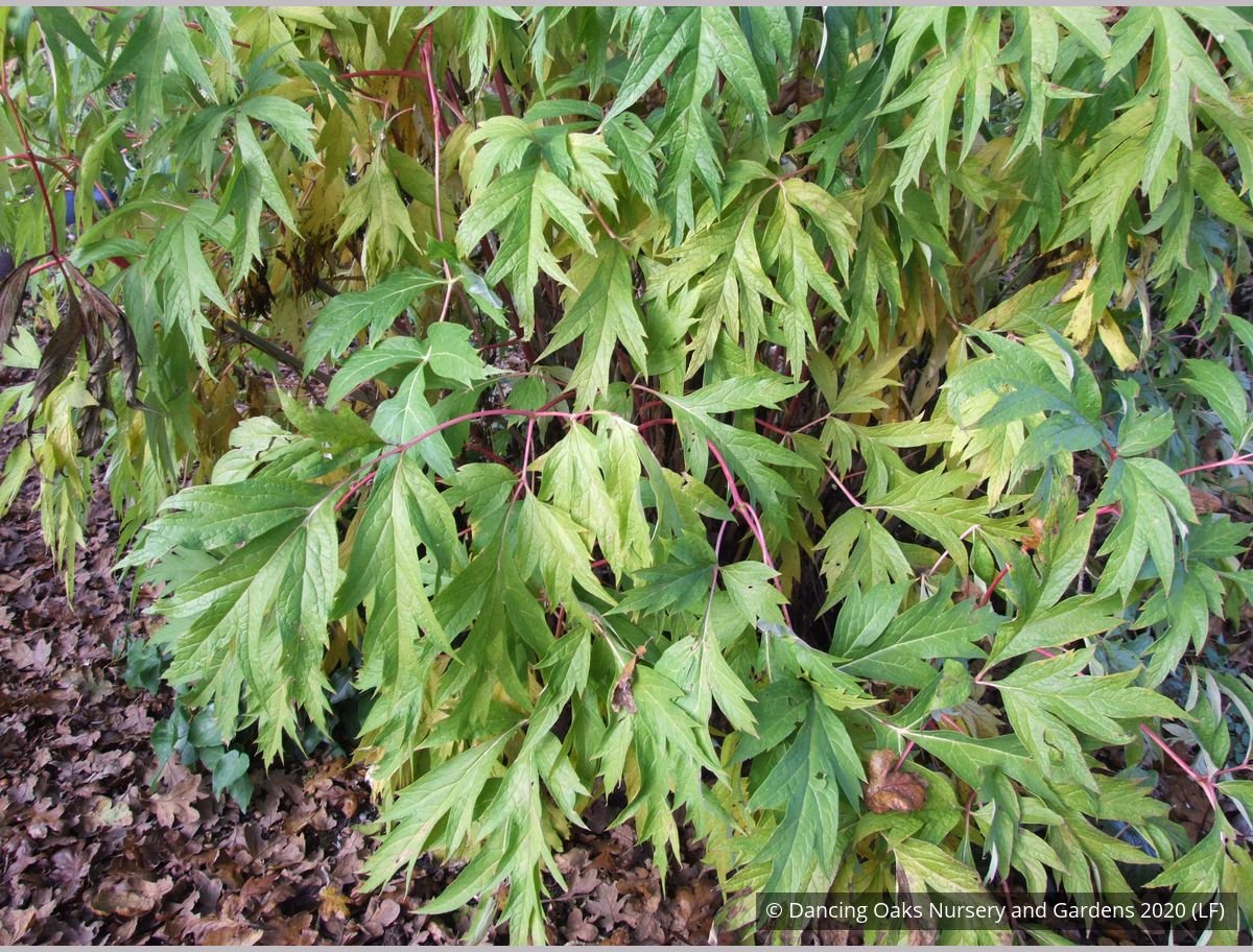 Shrubs ~ Paeonia ludlowii (syn. Paeonia lutea var. ludlowii), Tibetan Tree Peony ~ Dancing Oaks Nursery and Gardens ~ Retail Nursery ~ Mail Order Nursery