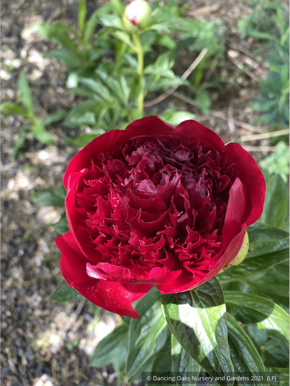 Perennials ~ Paeonia 'Red Charm', Garden Peony ~ Dancing Oaks Nursery and Gardens ~ Retail Nursery ~ Mail Order Nursery