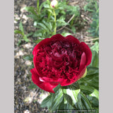 Perennials ~ Paeonia 'Red Charm', Garden Peony ~ Dancing Oaks Nursery and Gardens ~ Retail Nursery ~ Mail Order Nursery