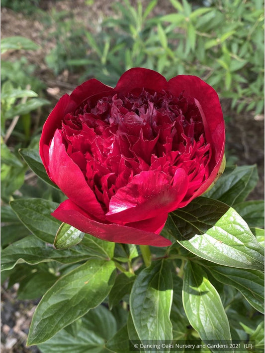 Perennials ~ Paeonia 'Red Charm', Garden Peony ~ Dancing Oaks Nursery and Gardens ~ Retail Nursery ~ Mail Order Nursery