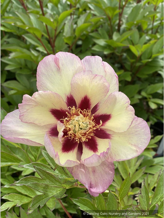 Perennials ~ Paeonia 'Pastel Splendor', Itoh or Intersectional Peony ~ Dancing Oaks Nursery and Gardens ~ Retail Nursery ~ Mail Order Nursery