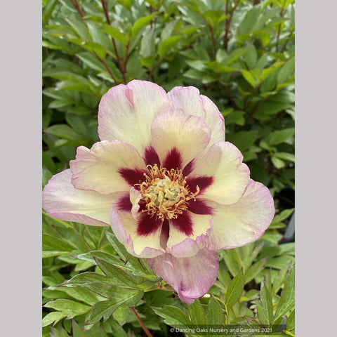 Paeonia 'Pastel Splendor', Itoh Peony